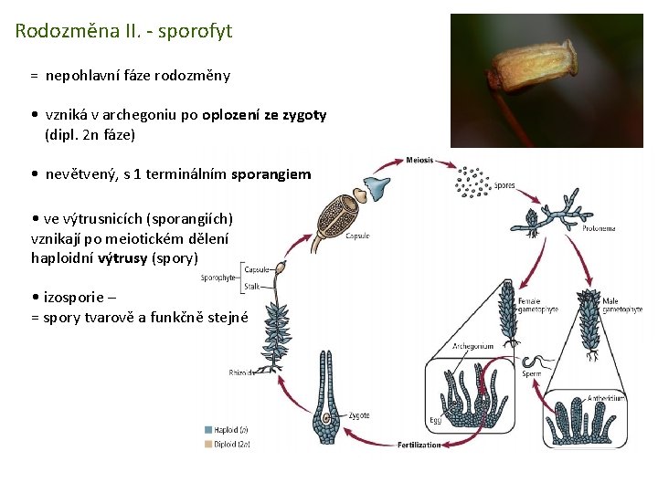Rodozměna II. - sporofyt = nepohlavní fáze rodozměny • vzniká v archegoniu po oplození