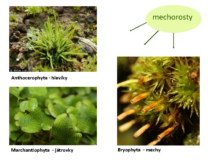 mechorosty Anthocerophyta - hlevíky Marchantiophyta - játrovky Bryophyta - mechy 