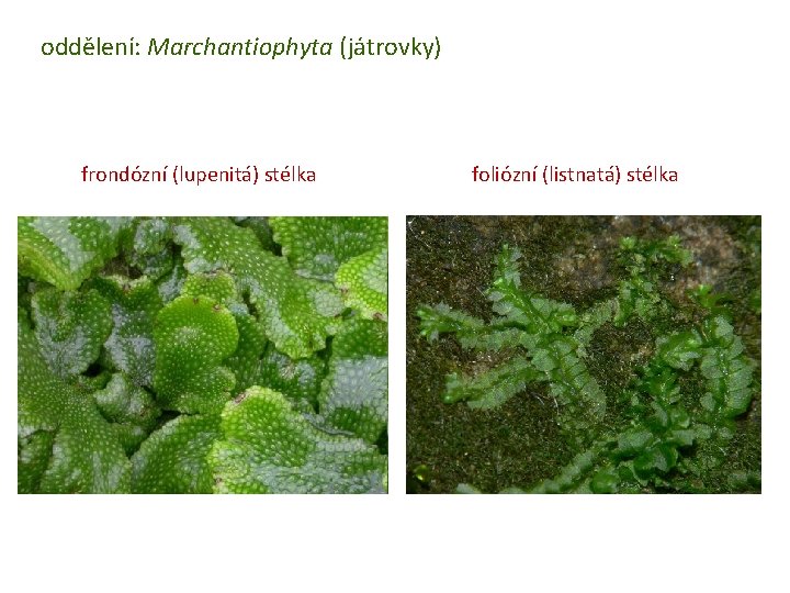 oddělení: Marchantiophyta (játrovky) frondózní (lupenitá) stélka foliózní (listnatá) stélka 
