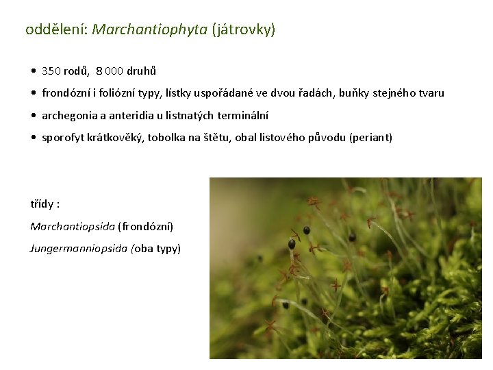 oddělení: Marchantiophyta (játrovky) • 350 rodů, 8 000 druhů • frondózní i foliózní typy,