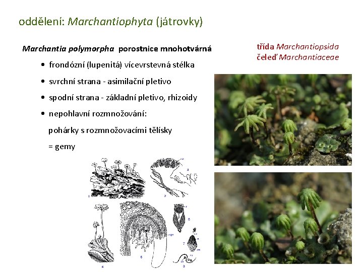 oddělení: Marchantiophyta (játrovky) Marchantia polymorpha porostnice mnohotvárná • frondózní (lupenitá) vícevrstevná stélka třída Marchantiopsida