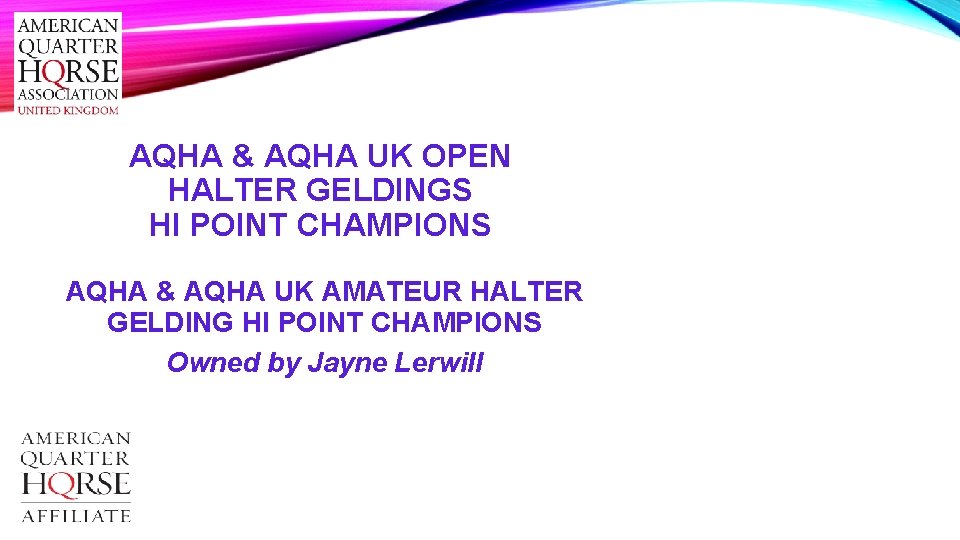AQHA & AQHA UK OPEN HALTER GELDINGS HI POINT CHAMPIONS AQHA & AQHA UK