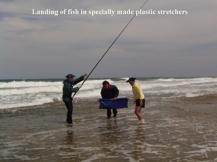 Landing of fish in specially made plastic stretchers 