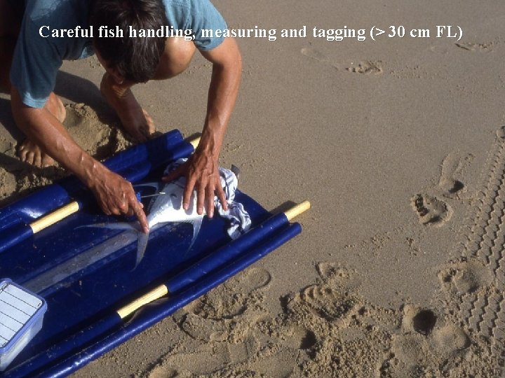 Careful fish handling, measuring and tagging (> 30 cm FL) 