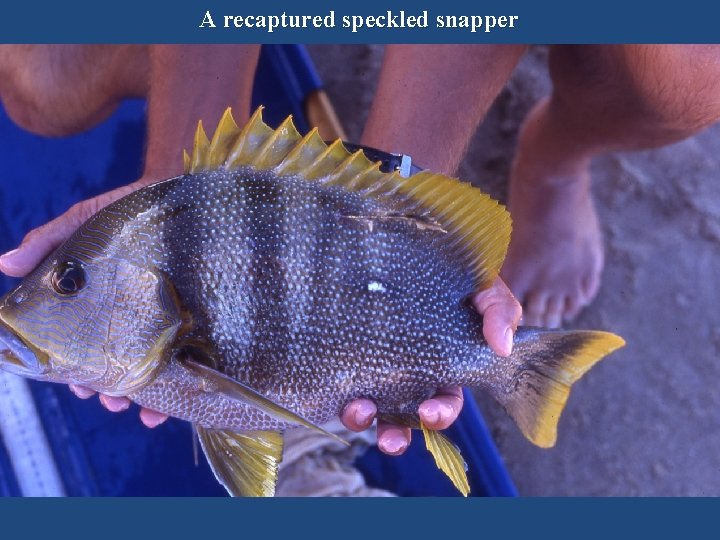 A recaptured speckled snapper 