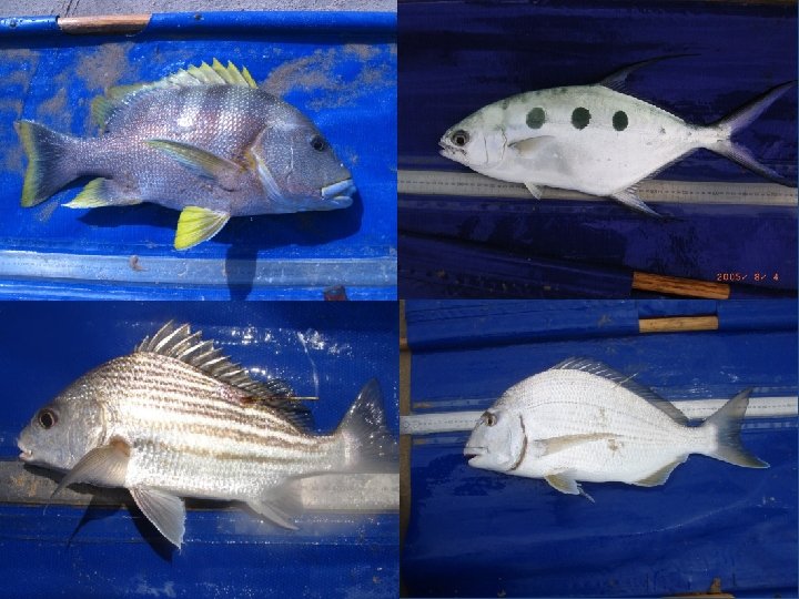 Estimating the minimum size for inshore notake marine