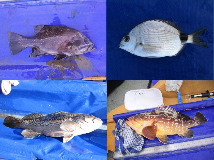 Estimating the minimum size for inshore notake marine