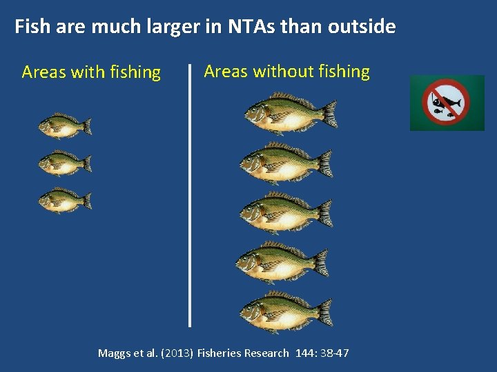 Fish are much larger in NTAs than outside Areas with fishing Areas without fishing