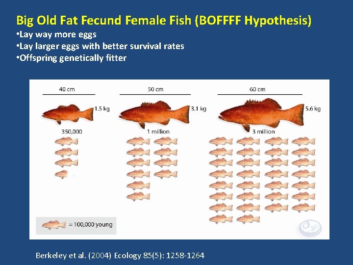 Big Old Fat Fecund Female Fish (BOFFFF Hypothesis) • Lay way more eggs •