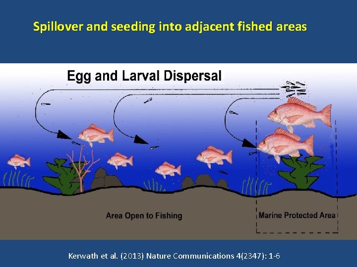 Spillover and seeding into adjacent fished areas Kerwath et al. (2013) Nature Communications 4(2347):