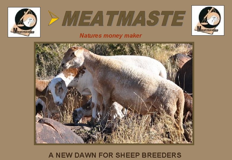 Natures money maker A NEW DAWN FOR SHEEP BREEDERS 