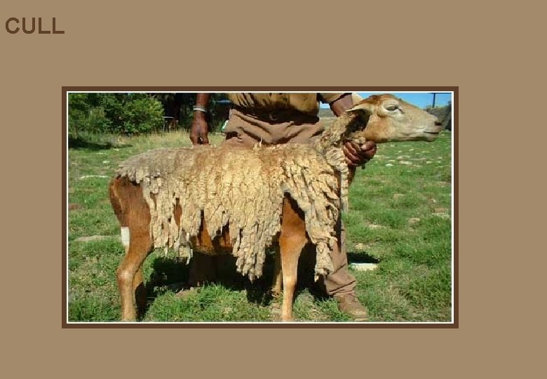 CULL CULL