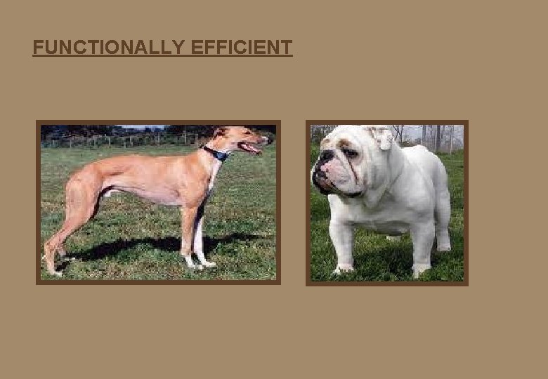 FUNCTIONALLY EFFICIENT FUNCTIONALLY EFFICIENT