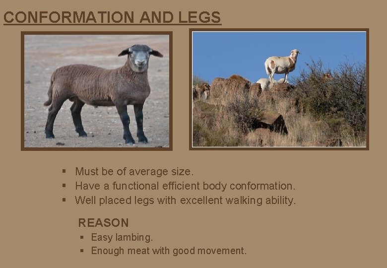 CONFORMATION AND LEGS § Must be of average size. § Have a functional efficient