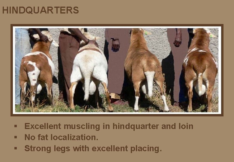 HINDQUARTERS § Excellent muscling in hindquarter and loin § No fat localization. § Strong