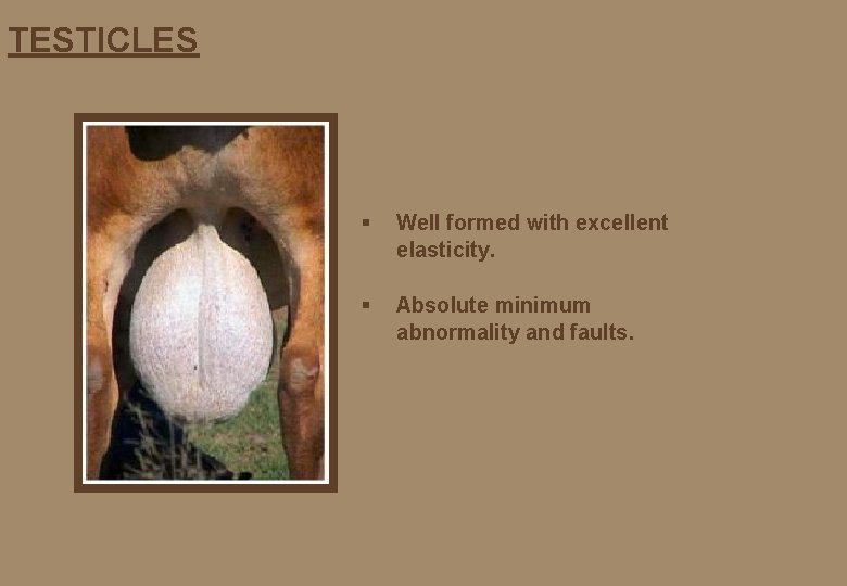 TESTICLES § Well formed with excellent elasticity. § Absolute minimum abnormality and faults. 