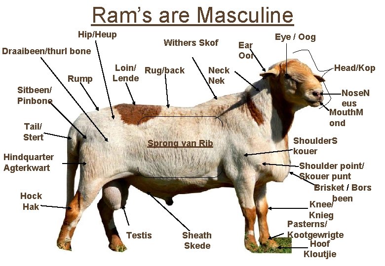 Ram’s are Masculine Hip/Heup Withers Skof Draaibeen/thurl bone Rump Loin/ Rug/back Lende Sitbeen/ Pinbone