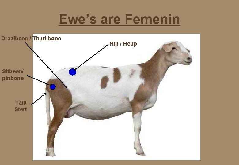 Ewe’s are Femenin Draaibeen / Thurl bone Sitbeen/ pinbone Tail/ Stert Hip / Heup