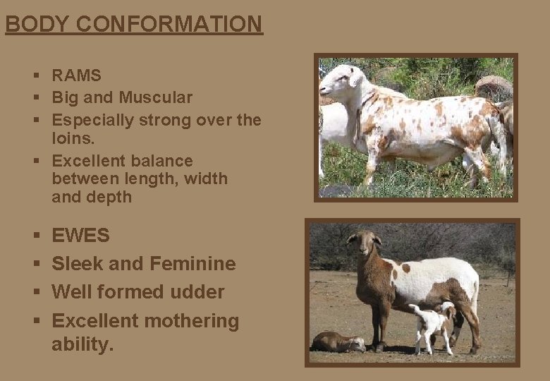 BODY CONFORMATION § RAMS § Big and Muscular § Especially strong over the loins.