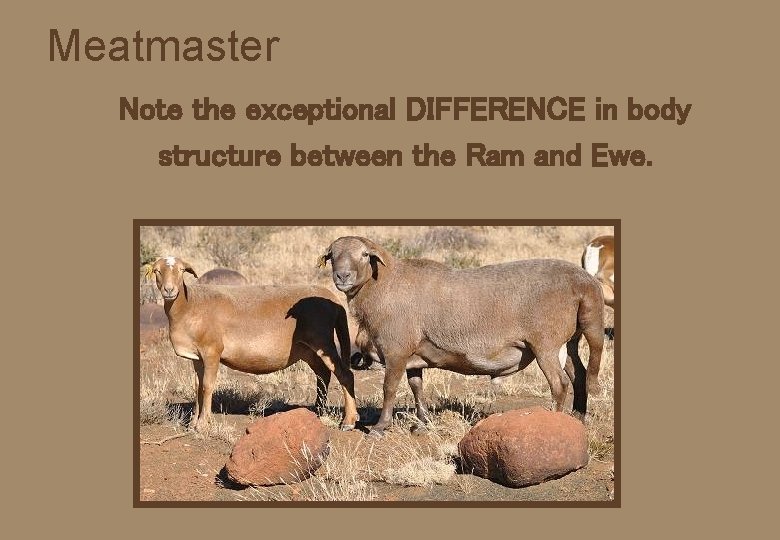 Meatmaster Note the exceptional DIFFERENCE in body structure between the Ram and Ewe. 