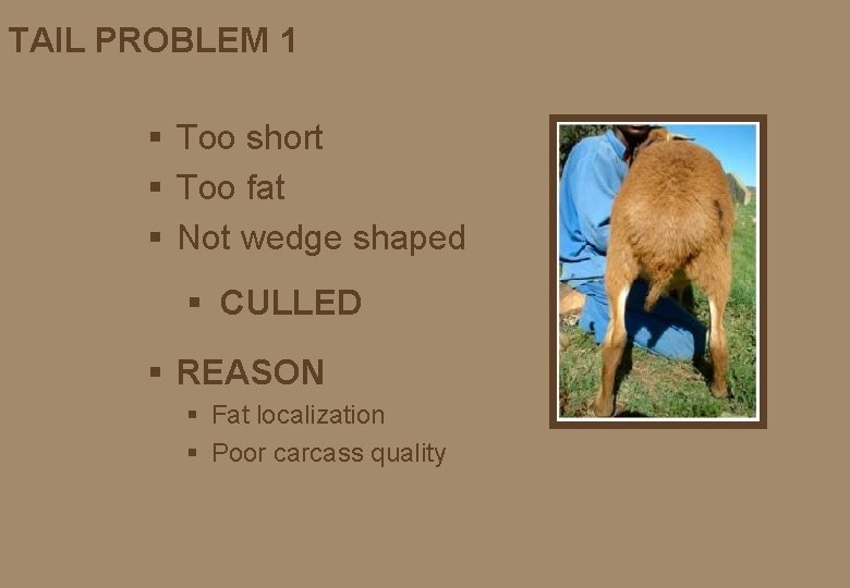TAIL PROBLEM 1 § Too short § Too fat § Not wedge shaped §