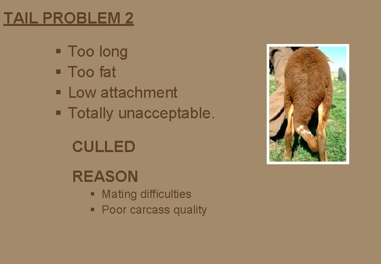 TAIL PROBLEM 2 § § Too long Too fat Low attachment Totally unacceptable. CULLED