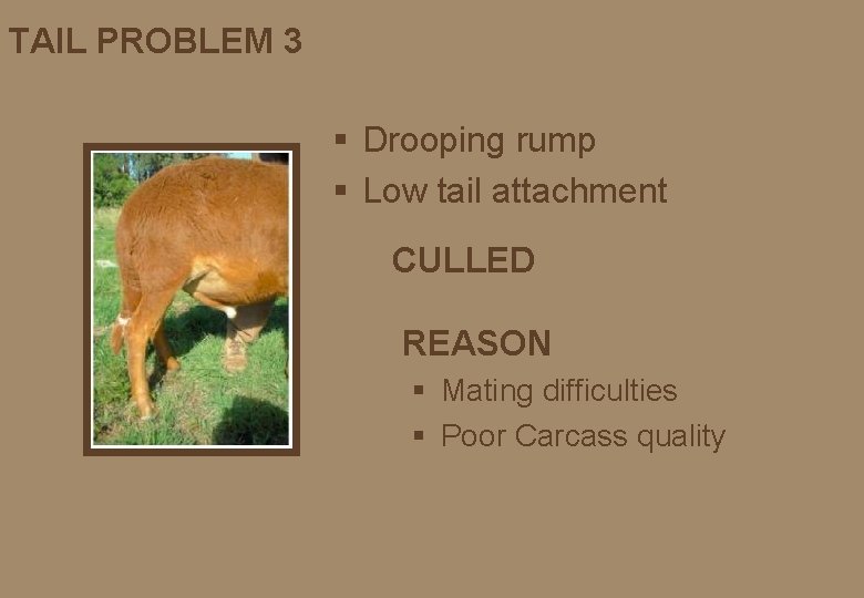 TAIL PROBLEM 3 § Drooping rump § Low tail attachment CULLED REASON § Mating