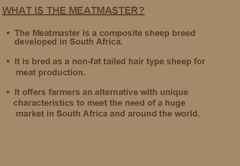 WHAT IS THE MEATMASTER? § The Meatmaster is a composite sheep breed developed in