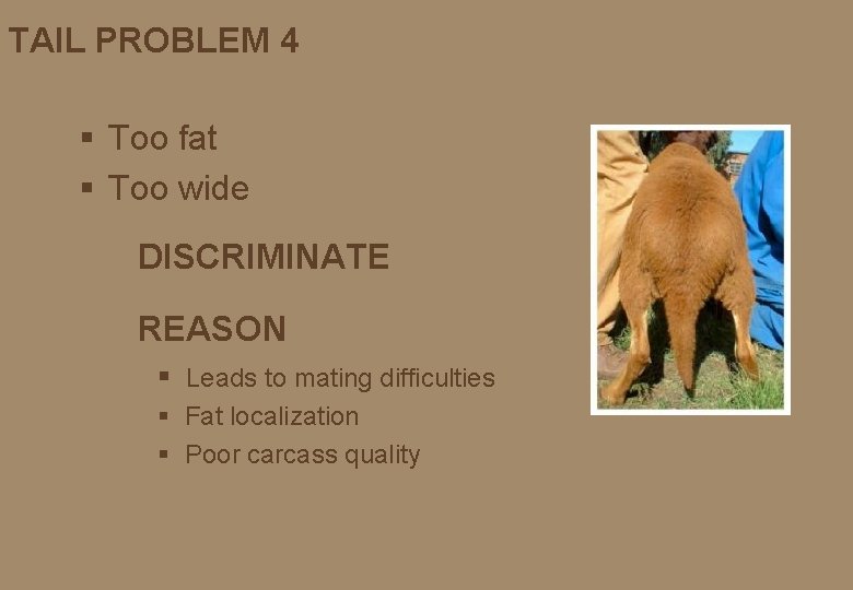 TAIL PROBLEM 4 § Too fat § Too wide DISCRIMINATE REASON § Leads to