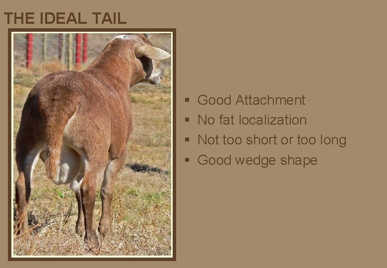 THE IDEAL TAIL § § Good Attachment No fat localization Not too short or