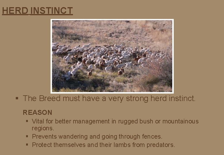 HERD INSTINCT § The Breed must have a very strong herd instinct. REASON §