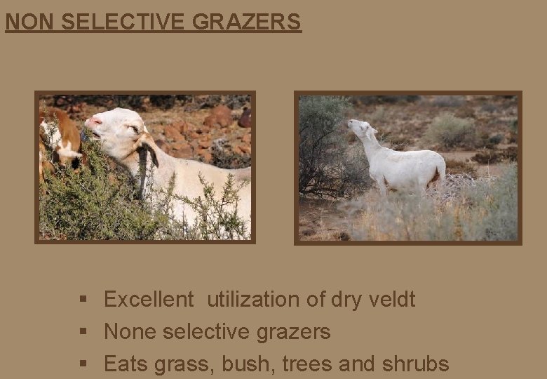 NON SELECTIVE GRAZERS § Excellent utilization of dry veldt § None selective grazers §