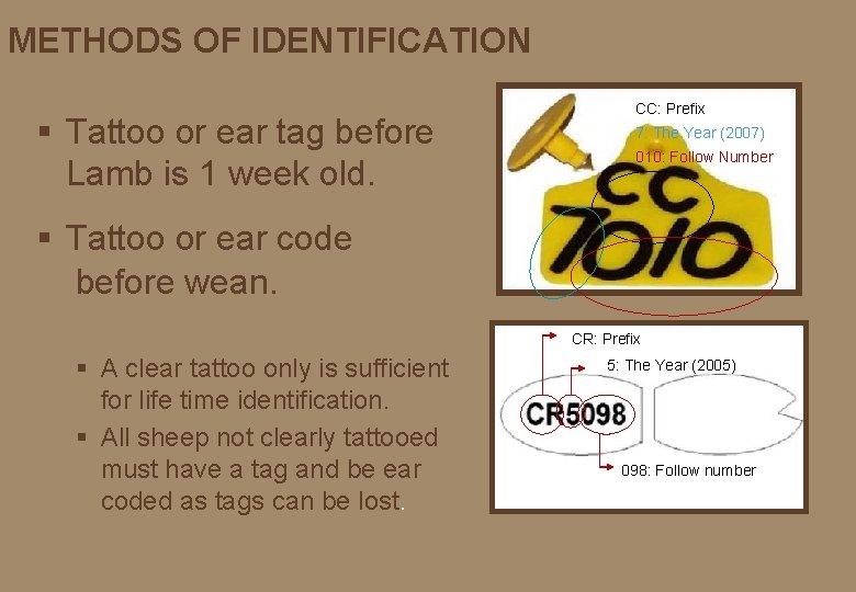 METHODS OF IDENTIFICATION § Tattoo or ear tag before Lamb is 1 week old.