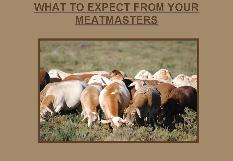 WHAT TO EXPECT FROM YOUR MEATMASTERS 