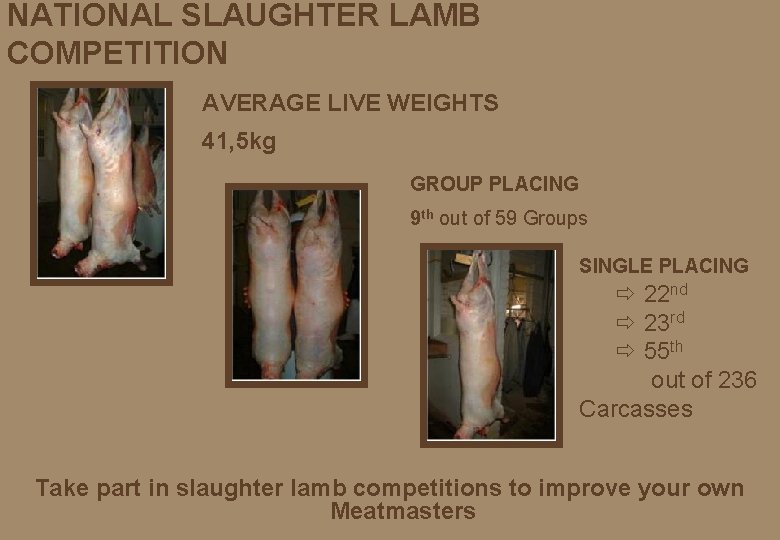 NATIONAL SLAUGHTER LAMB COMPETITION AVERAGE LIVE WEIGHTS 41, 5 kg GROUP PLACING 9 th
