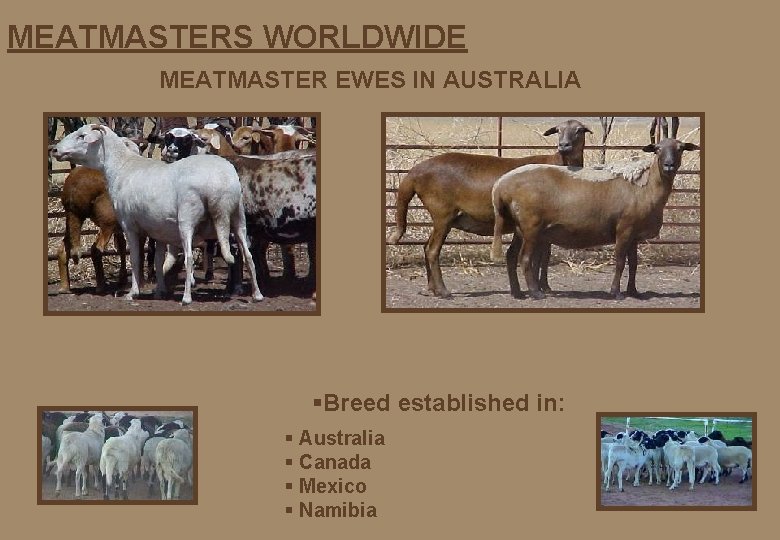 MEATMASTERS WORLDWIDE MEATMASTER EWES IN AUSTRALIA §Breed established in: § Australia § Canada §