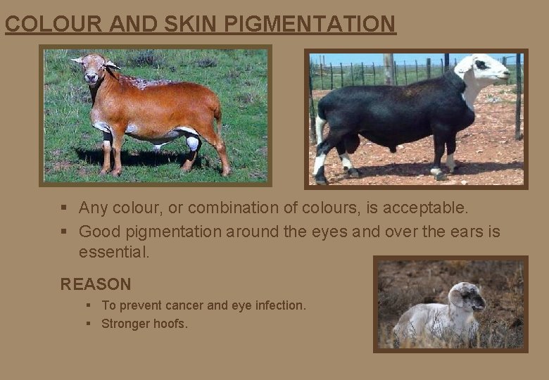 COLOUR AND SKIN PIGMENTATION § Any colour, or combination of colours, is acceptable. §