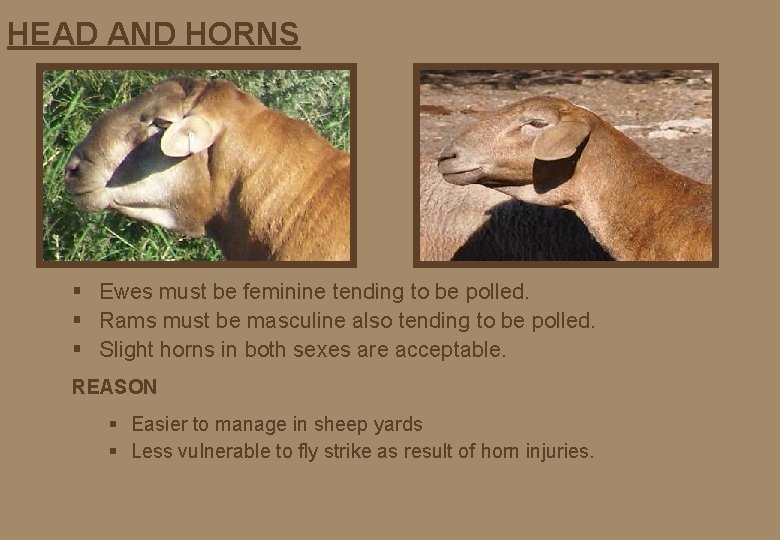 HEAD AND HORNS § Ewes must be feminine tending to be polled. § Rams