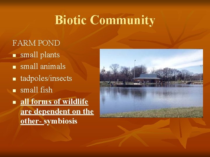 Biotic Community FARM POND n small plants n small animals n tadpoles/insects n small