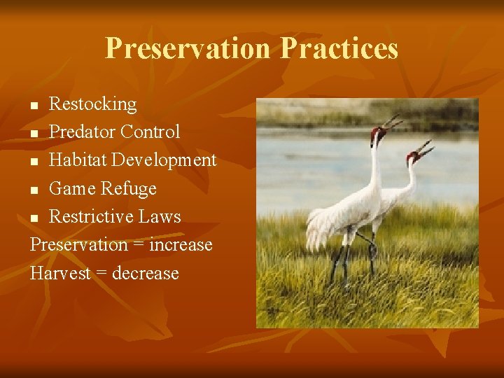 Preservation Practices Restocking n Predator Control n Habitat Development n Game Refuge n Restrictive