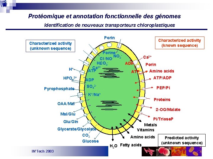 Protéomique et annotation fonctionnelle des génomes Identification de nouveaux transporteurs chloroplastiques Porin Characterized activity