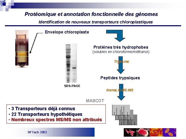Protéomique et annotation fonctionnelle des génomes Identification de nouveaux transporteurs chloroplastiques Envelope chloroplaste Protéines