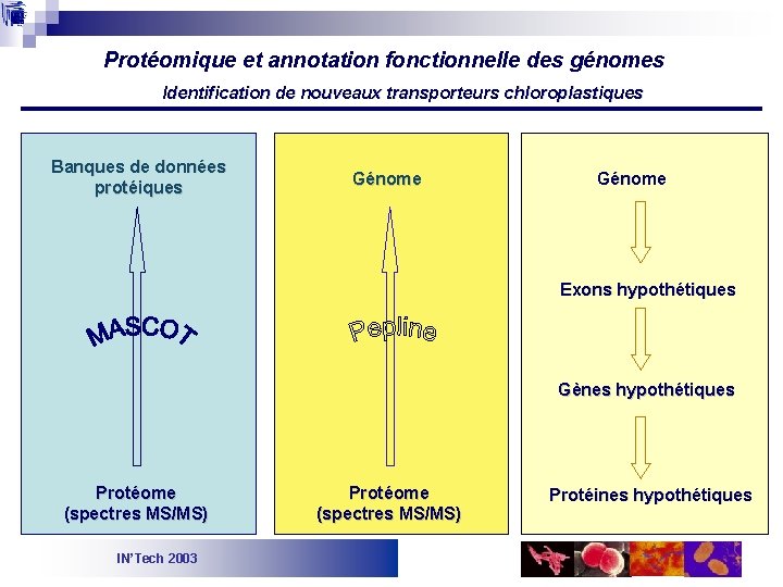 Protéomique et annotation fonctionnelle des génomes Identification de nouveaux transporteurs chloroplastiques Banques de données