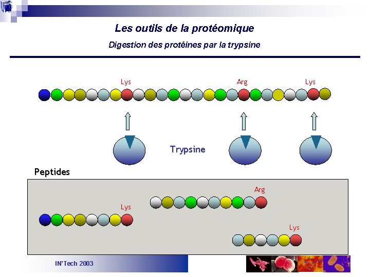 Les outils de la protéomique Digestion des protéines par la trypsine Lys Arg Lys