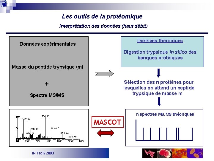 Les outils de la protéomique Interprétation des données (haut débit) Données théoriques Données expérimentales