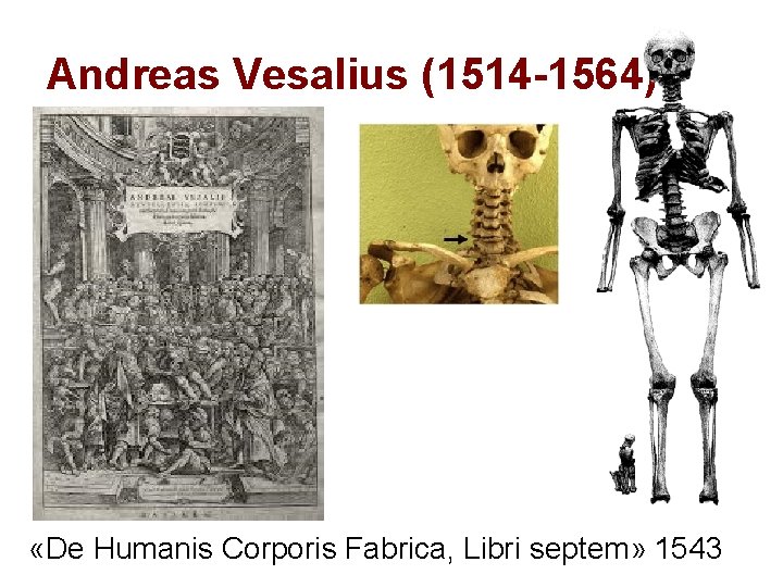 Andreas Vesalius (1514 -1564) «De Humanis Corporis Fabrica, Libri septem» 1543 