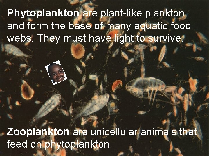 4 -4 Aquatic Ecosystems Freshwater Ecosystems Phytoplankton are plant-like plankton and form the base