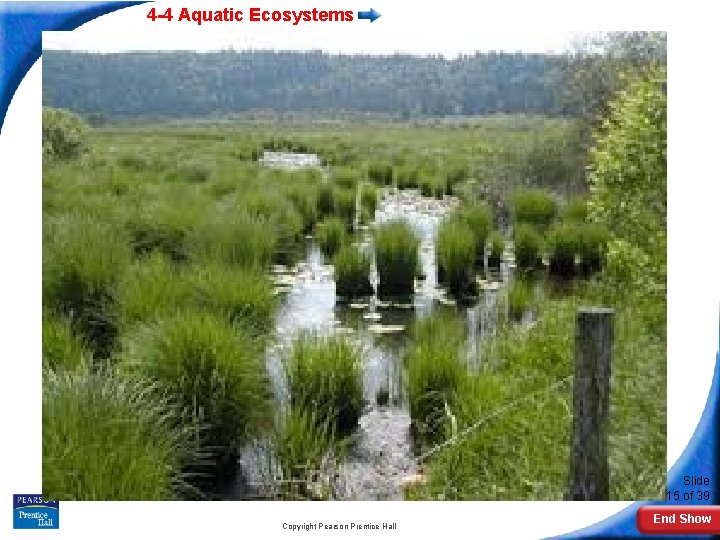 4 -4 Aquatic Ecosystems Slide 15 of 39 Copyright Pearson Prentice Hall End Show