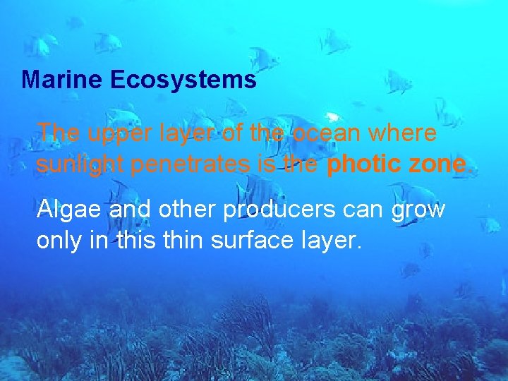 4 -4 Aquatic Ecosystems Marine Ecosystems The upper layer of the ocean where sunlight