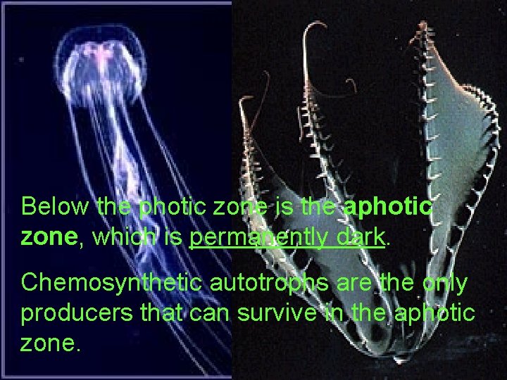 4 -4 Aquatic Ecosystems Marine Ecosystems Below the photic zone is the aphotic zone,